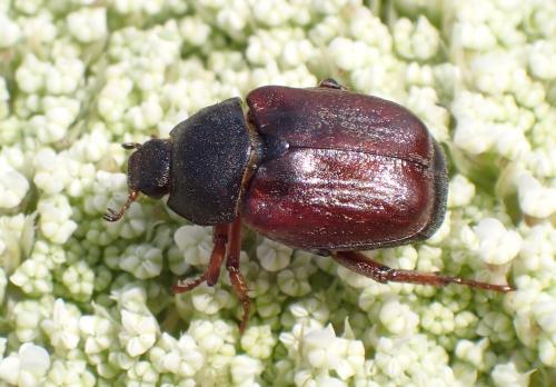 Hoplia philanthus